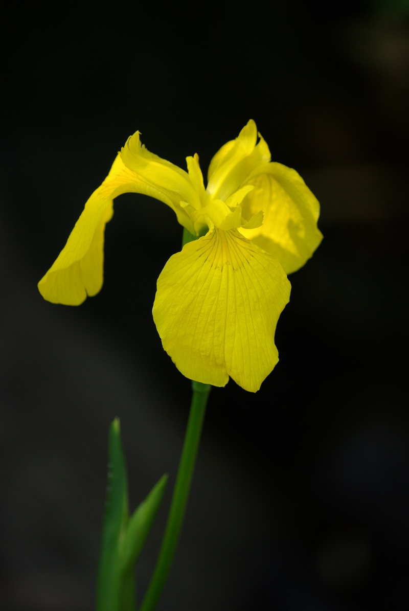 黄菖蒲